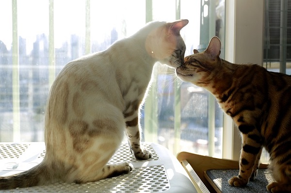 Bengal Cats Mother and Daughter Nose to Nose
