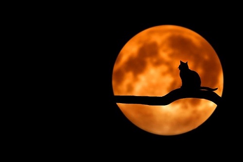 Cat Silhouette against an Orange Full Moon