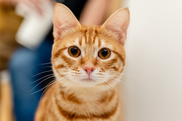 Handsome Orange Cat with Big Eyes says Hello