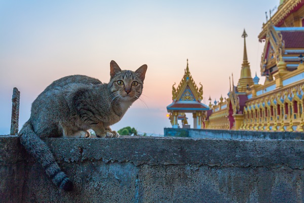 Cat sitting on a wall at Wat Kiriwong Nakhon Sawan Thailand