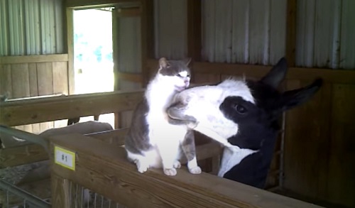 Cat not amused with the Llama