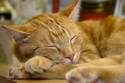 Orange tabby feline cat taking a rest