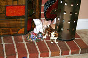 Picture of feline kitten Ribeye sitting amongst Cat Statues