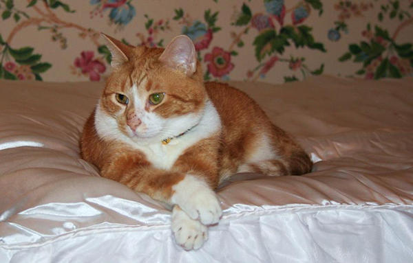 Picture of feline cat Murray with Cross Paws